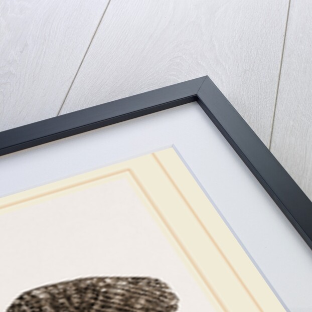 African painted Snipe by Anonymous