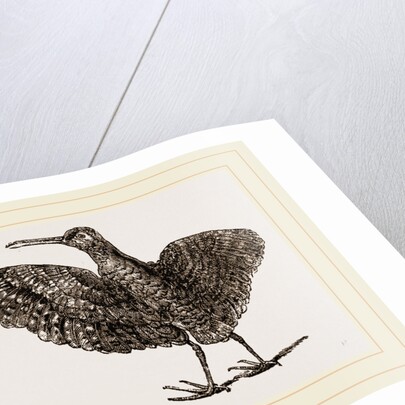 African painted Snipe by Anonymous