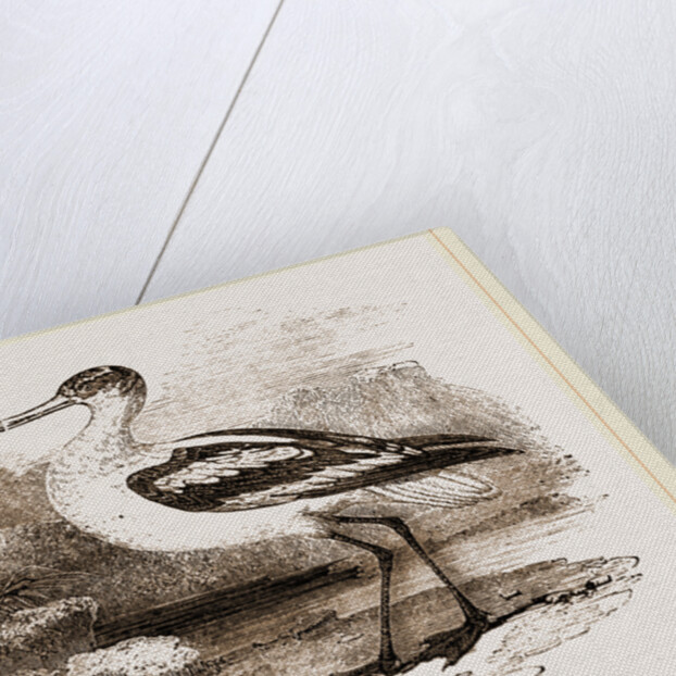 Avocet by Anonymous
