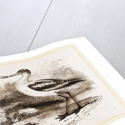 Avocet by Anonymous