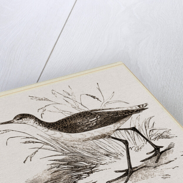 Marsh Sandpiper by Anonymous