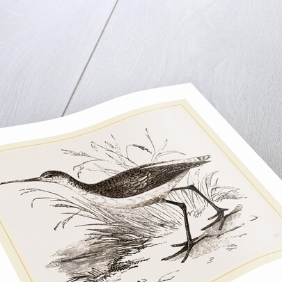 Marsh Sandpiper by Anonymous