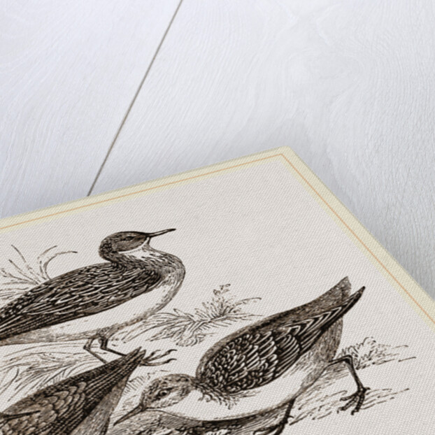 Little Sandpipers by Anonymous