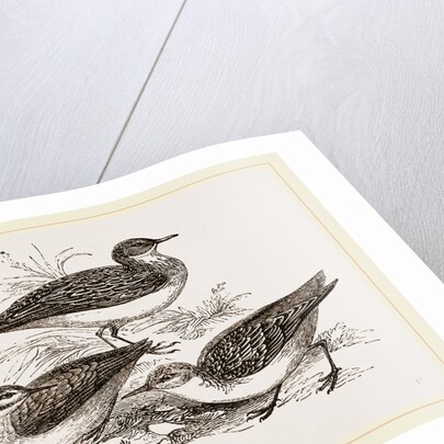 Little Sandpipers by Anonymous
