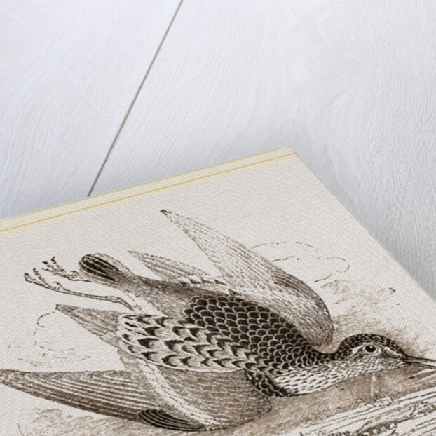 Dunlin by Anonymous