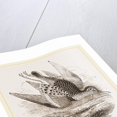 Dunlin by Anonymous