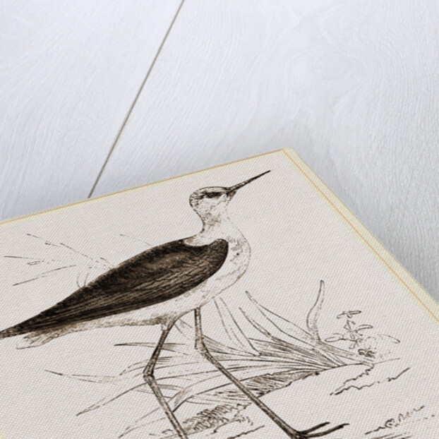 Black-winged Stilt Plover by Anonymous