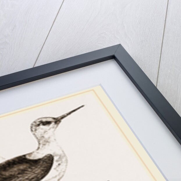 Black-winged Stilt Plover by Anonymous