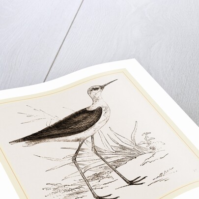 Black-winged Stilt Plover by Anonymous