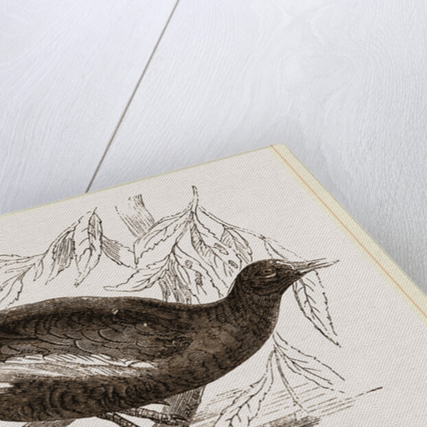 Moorhen by Anonymous