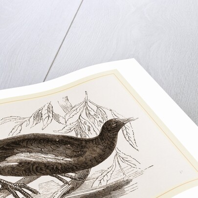 Moorhen by Anonymous