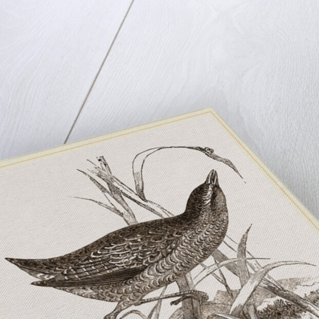Spotted Crake by Anonymous