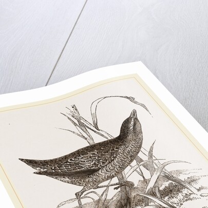 Spotted Crake by Anonymous