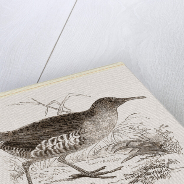 Water-Rail by Anonymous