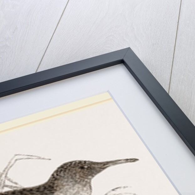 Water-Rail by Anonymous
