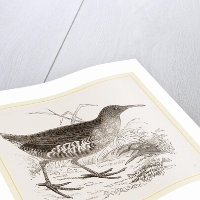 Water-Rail by Anonymous