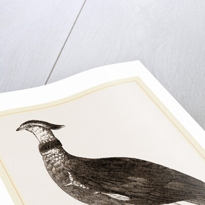 Crested Screamer by Anonymous