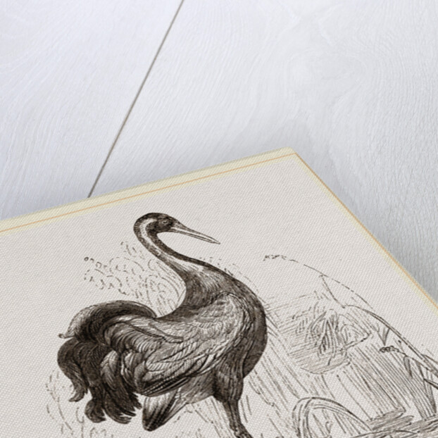 Crane by Anonymous