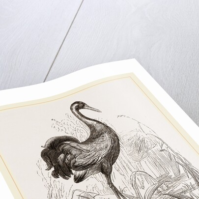Crane by Anonymous