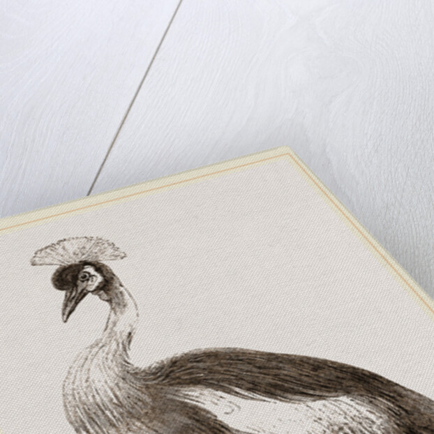 Crowned Crane by Anonymous