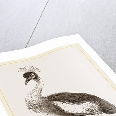 Crowned Crane by Anonymous