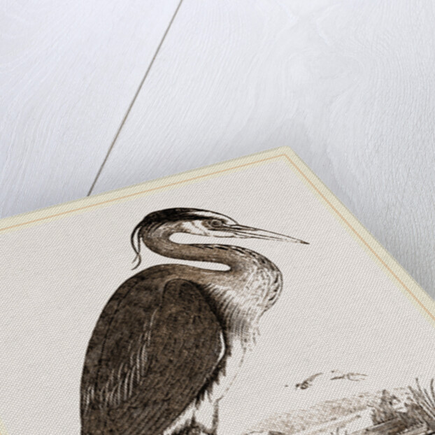 Heron by Anonymous
