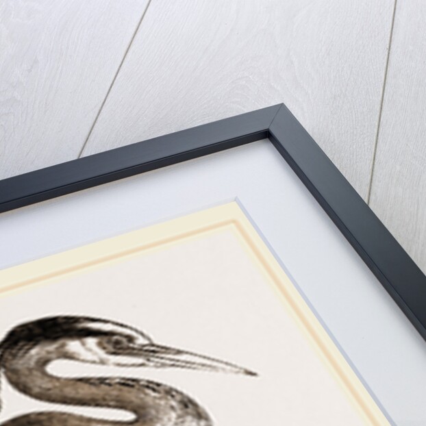 Heron by Anonymous
