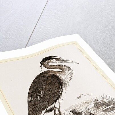 Heron by Anonymous