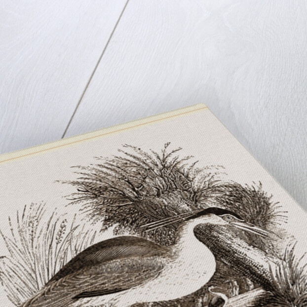 Night-Heron by Anonymous