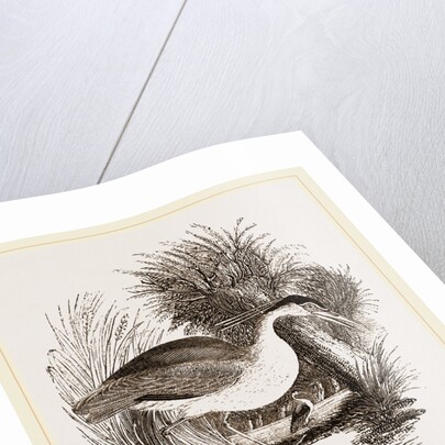 Night-Heron by Anonymous