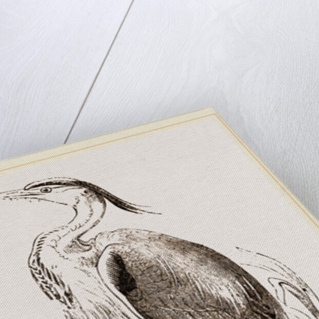 Heron by Anonymous