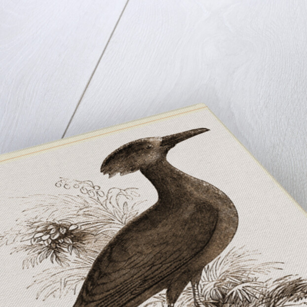 Tufted Umber by Anonymous