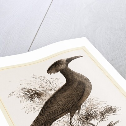 Tufted Umber by Anonymous
