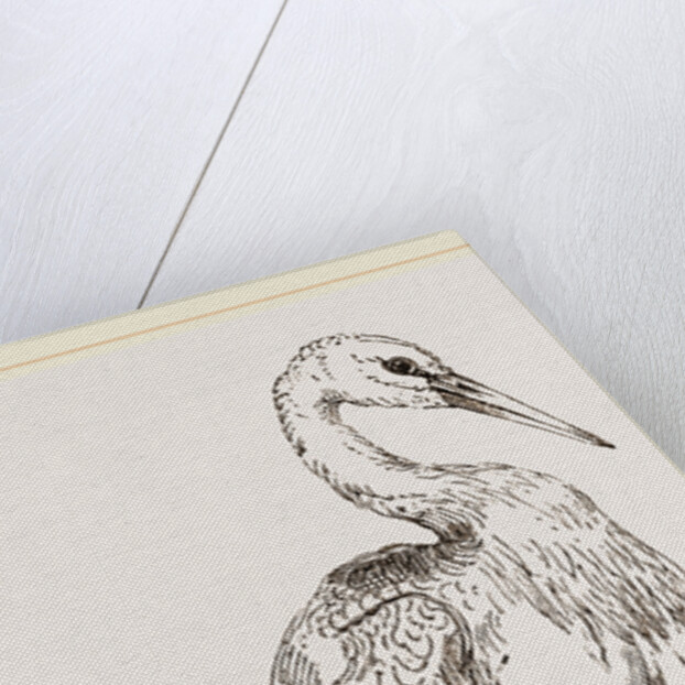 Stork by Anonymous