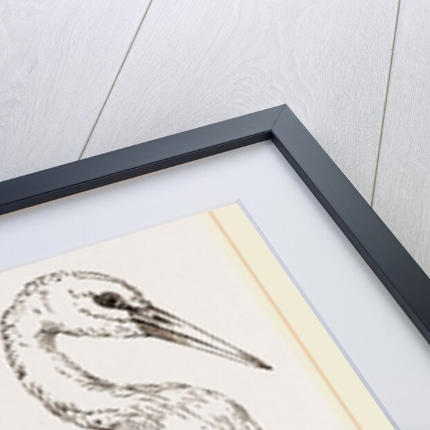 Stork by Anonymous