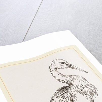 Stork by Anonymous