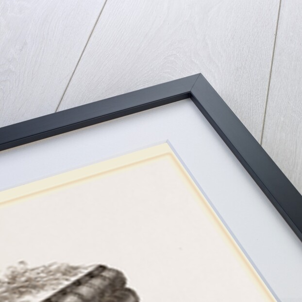 Stork's Nest at Persepolis, Iran by Anonymous