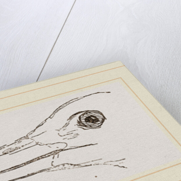 Bill of Stork by Anonymous