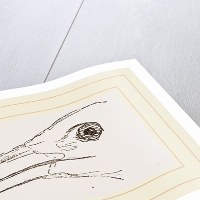 Bill of Stork by Anonymous