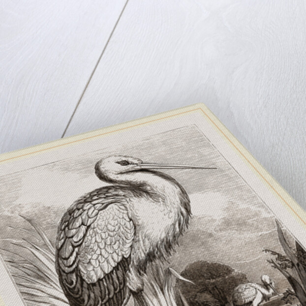 Stork by Anonymous
