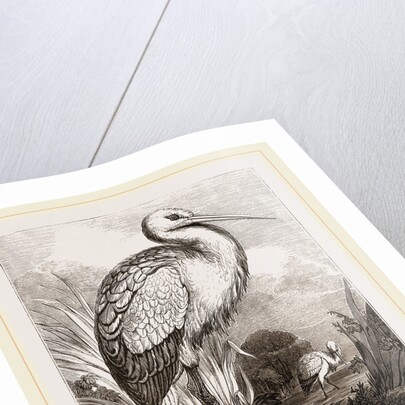 Stork by Anonymous