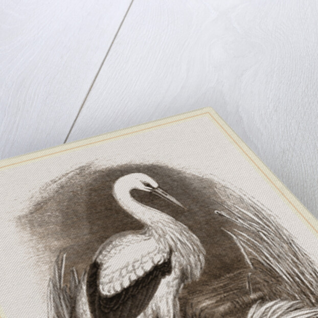 Stork by Anonymous