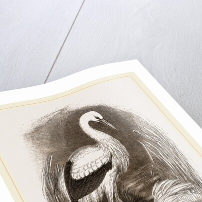 Stork by Anonymous