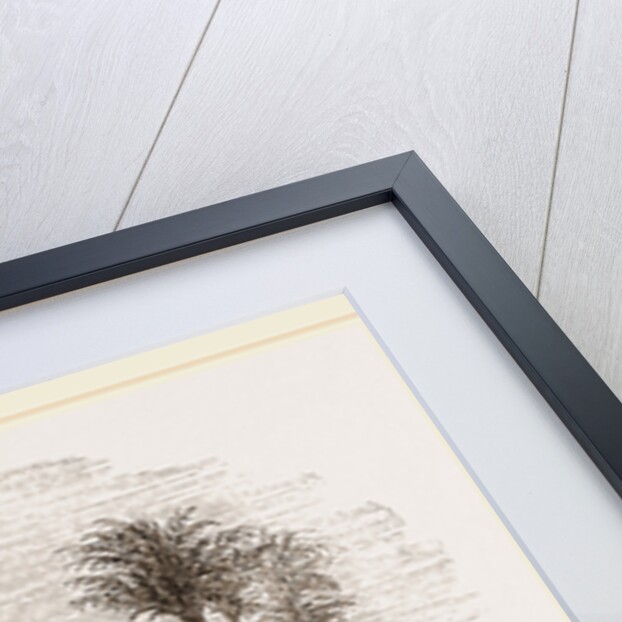 Sacred Ibis by Anonymous