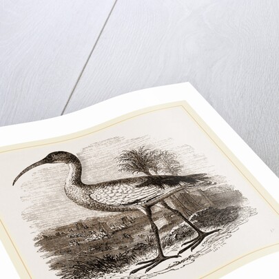 Sacred Ibis by Anonymous