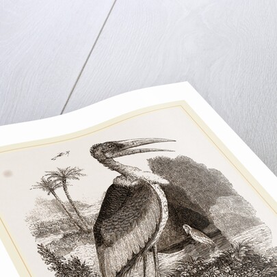 Adjutant by Anonymous