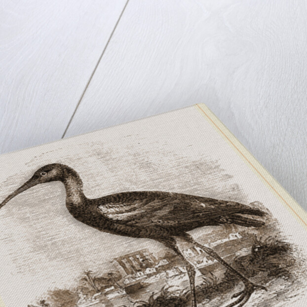 Glossy Ibis by Anonymous