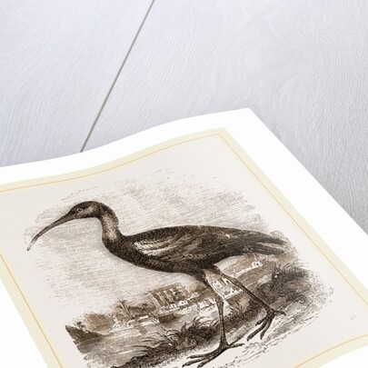 Glossy Ibis by Anonymous