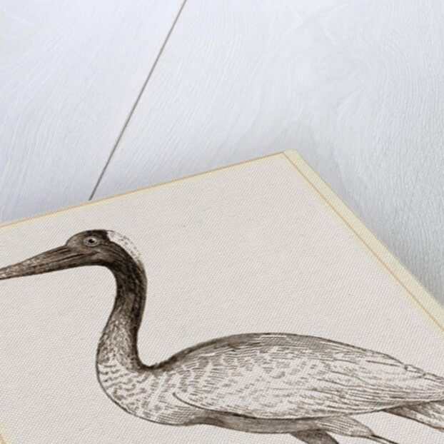 Jabiru by Anonymous