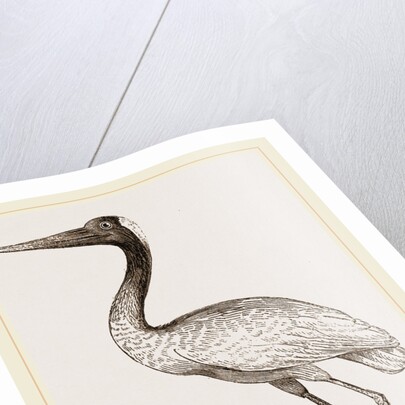 Jabiru by Anonymous